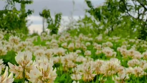 Summer in kashmir