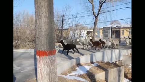 A herd of alpacas gallops across the bridge