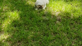 Noah's LOVING Green Grass Today!! #shorts #pet #puppy