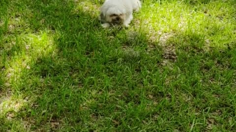 Noah's LOVING Green Grass Today!! #shorts #pet #puppy