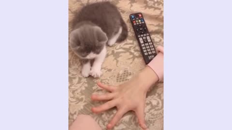 Funny And Cute Cat'S Life. Cats And Owners Are The Best Friends Videos most innocent cat😍😍