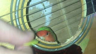 Lovebird Enjoys Guitar Playing from the Inside