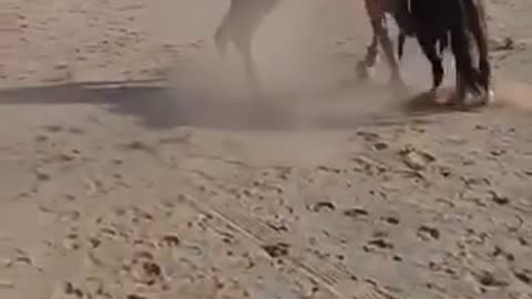 Fight between a camel and a horse!