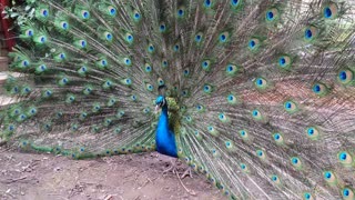 Peacock Shows Feathers To Chickens