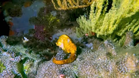 Scuba diver Discover Giant Seahorse😱😍