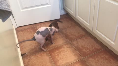 dachshund Puppy plays with sphynx