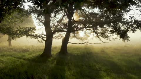 Forest Dawn - Sun rise - Foggy cold morning