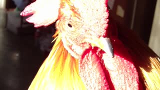 Handsome crowing rooster