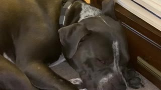 Snoring dog looks like sleeping zombie