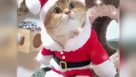 Christmas kitty