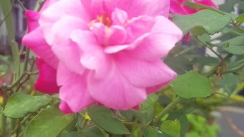 Rose blue flower