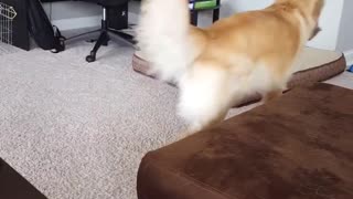 Golden retriever dog picks up his bowl and walks toward kitchen