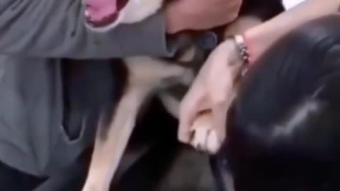 Dog reaction