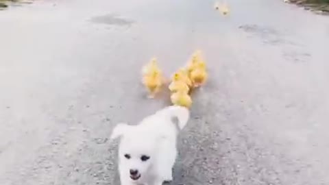 Puppy 🐕 and ducks 🦆