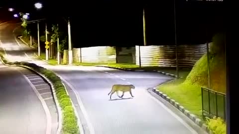 Onça é flagrada passeando de madrugada em São Paulo