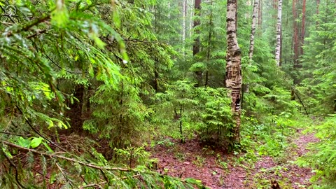 Beautiful morning summer forest after rain. Soothing birdsong for sleep. #Nature #NatureSounds