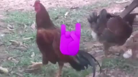 Horned Rooster