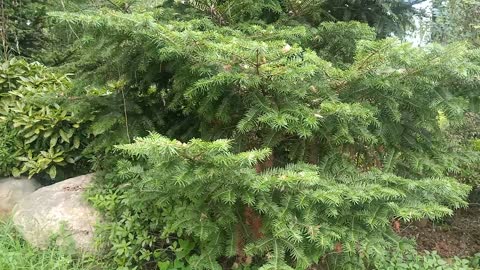 This coniferous tree has a conical silhouette and thick bark.