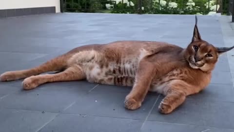 Caracal chilling