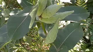 Milkweed