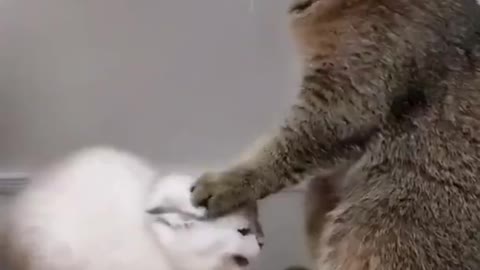 Cat Fight short video