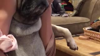 Pug enjoys scalp massage
