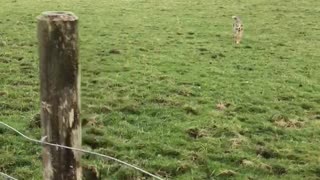 Australian Shepherd Shows Off Her Hops