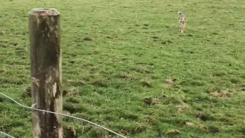 Australian Shepherd Shows Off Her Hops