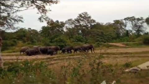 Big herd of elephants in Sri Lanka 🇱🇰