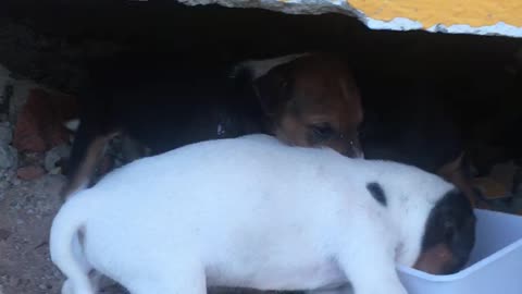 Cute Little Dogs Enjoying their first meal