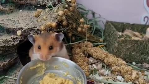 hamster taking baby food