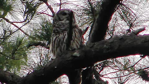 Barred owls laughing