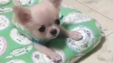 Chihuahua puppy has the cutest bark !