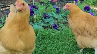 Chickens friends hanging out next to beautiful Lisianthus flowers