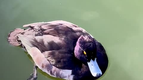 Duck enjoying swimming