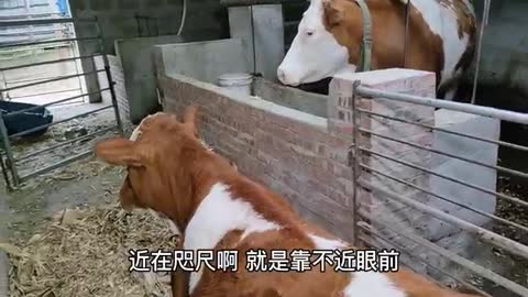 calf looking at mother