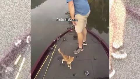 A hero rescues a drowning kitten