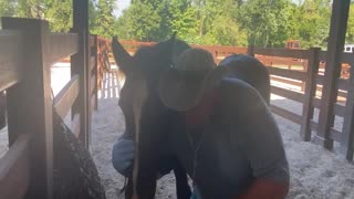 Giving oral liquid medication to horse