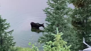 Cow Moose feeding