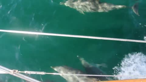 Dolphins playing with the bow off the coast in Georgia