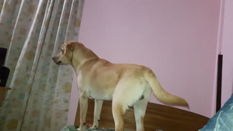 Labrador dog barking