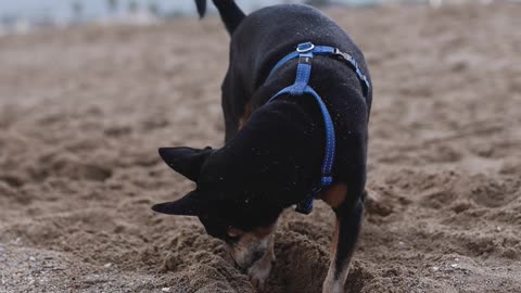 Dog diging send