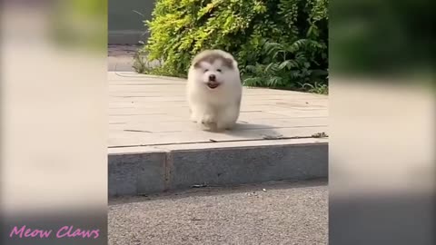 Baby Alaskan Malamute Cutest and Funniest Moments New Compilation 😍| Try Not To