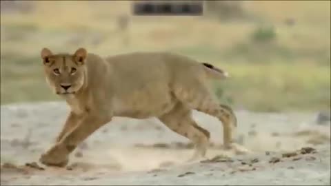 a wild lion fights with elephant HD