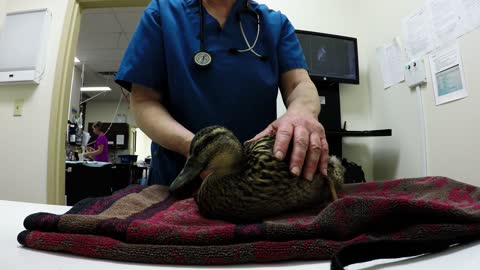 Veterinarian is shocked to find bullets in injured duck