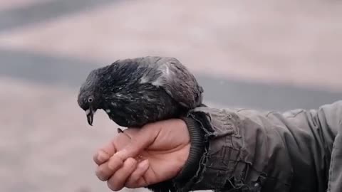 Hands Feeding Pigeons#viral10m #shortfeed