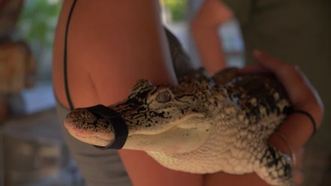 Holding Cute Baby Alligator