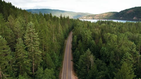 A Road In The Middle Of A Forest