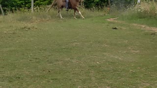 Hank right lead canter - one week in training - 29 July 2022