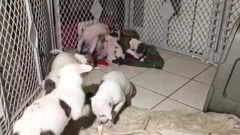 Super Cute Litter of Foster Puppies Playing